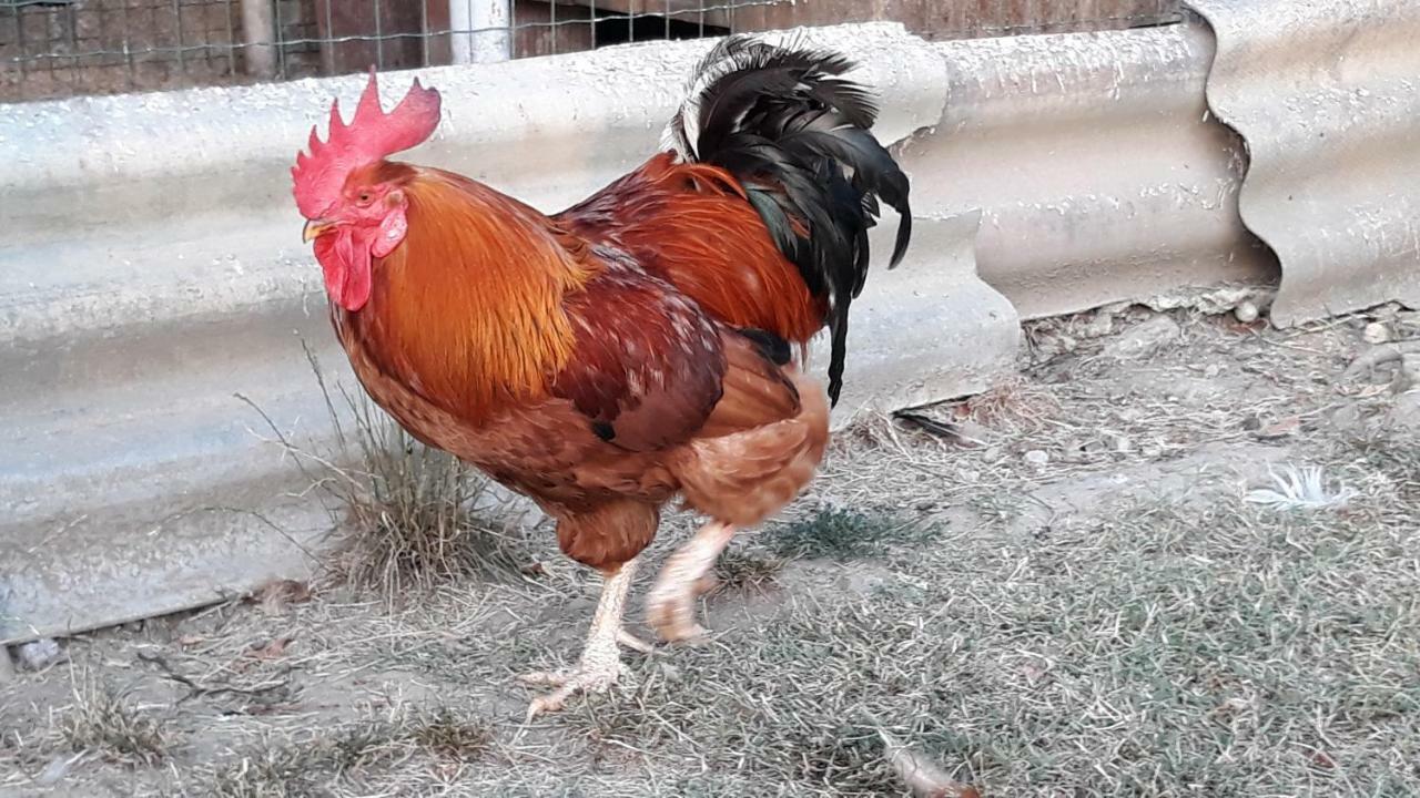 فيلا House Barizoni أنكاران المظهر الخارجي الصورة